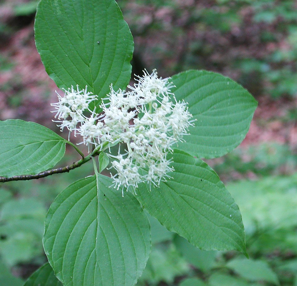 Alternate-Leaved Dogwood
