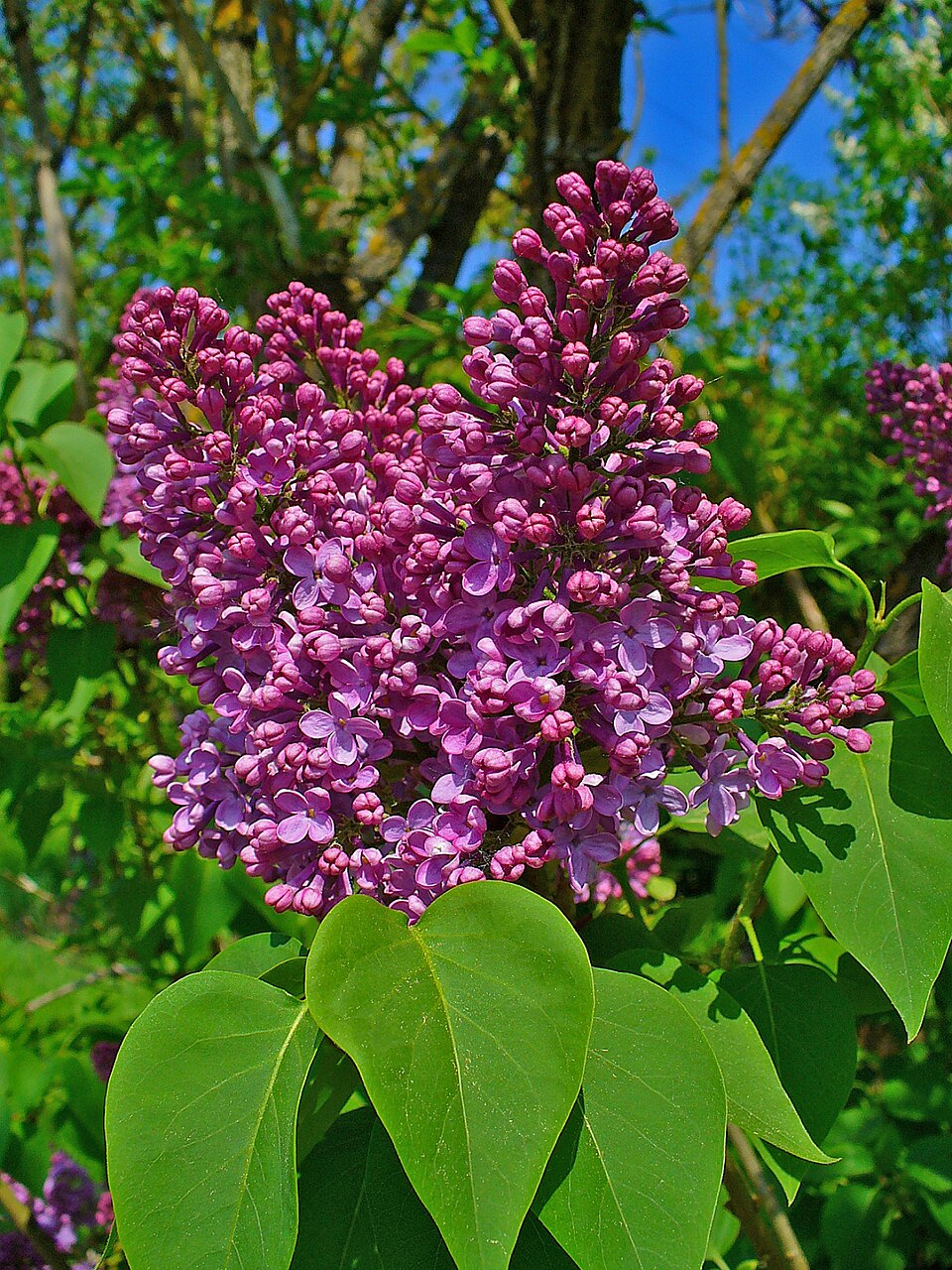 Common Lilac