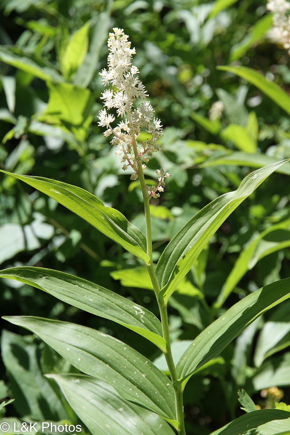 Large False-Solomon's Seal