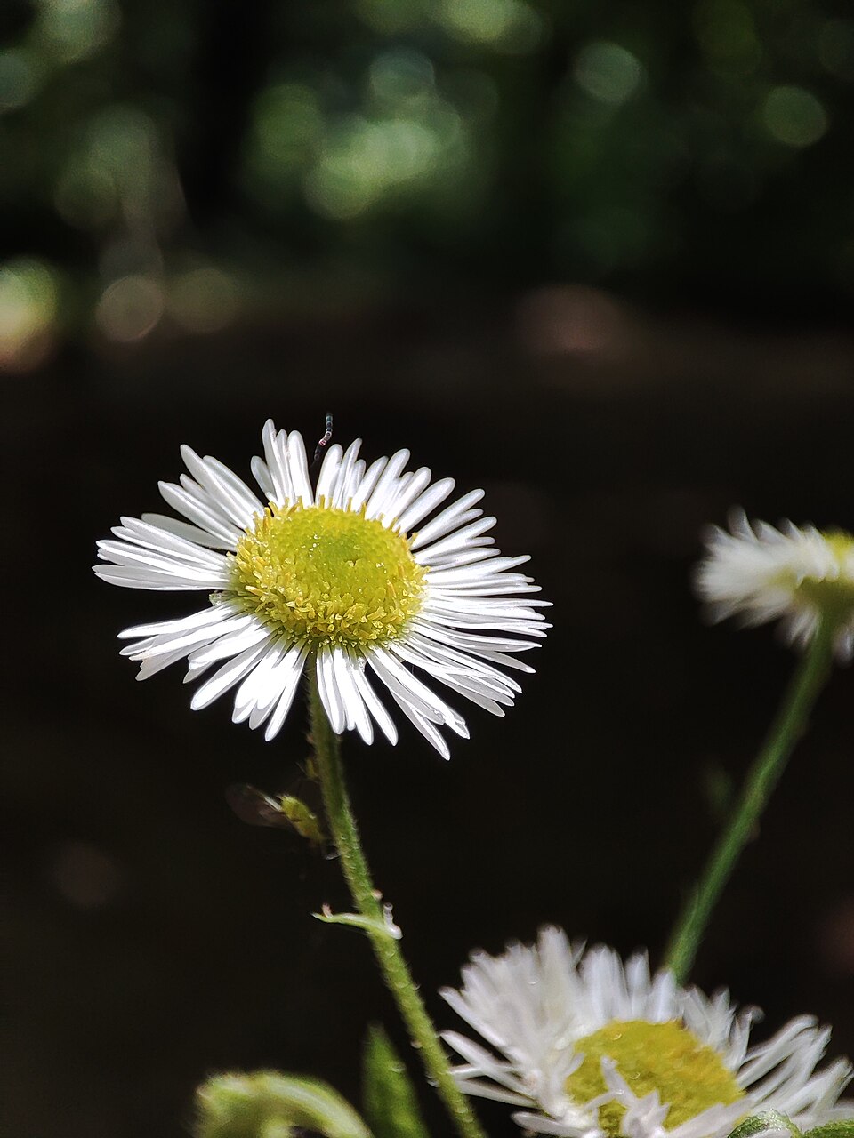 Robin's-Plantain Fleabane