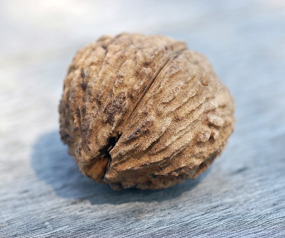 Black Walnut