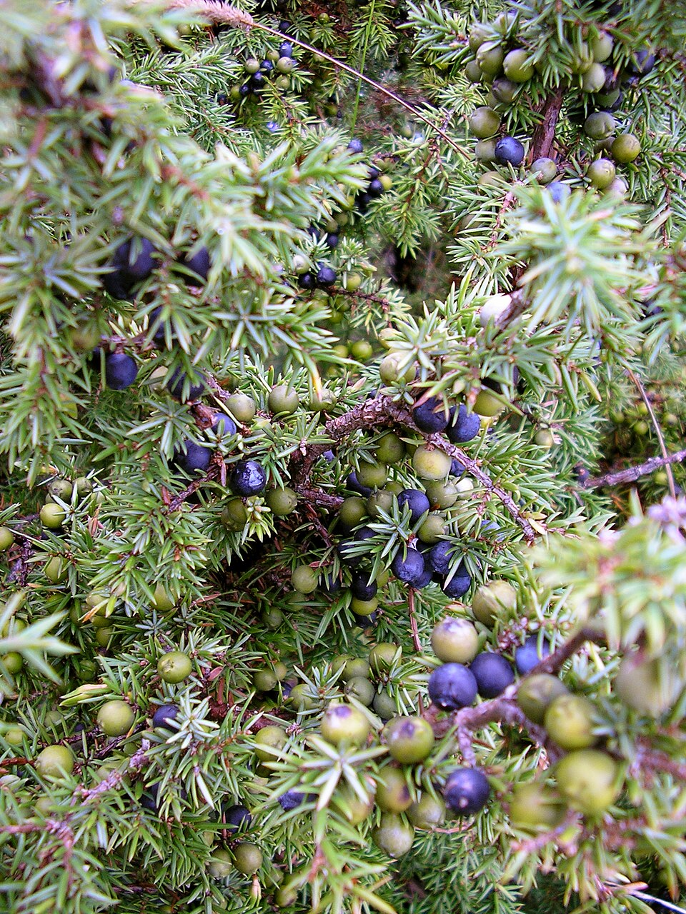 Common Juniper