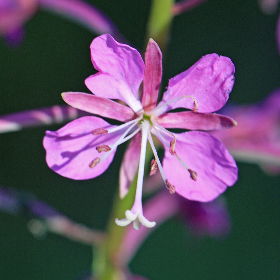 Fireweed