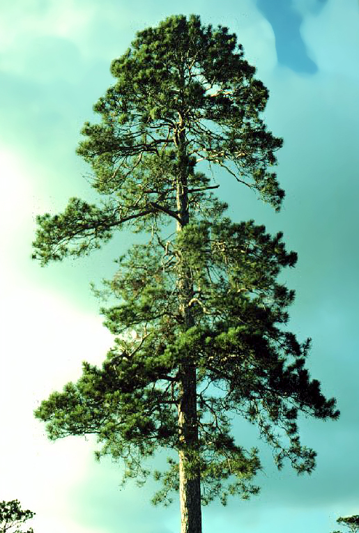 Red Pine