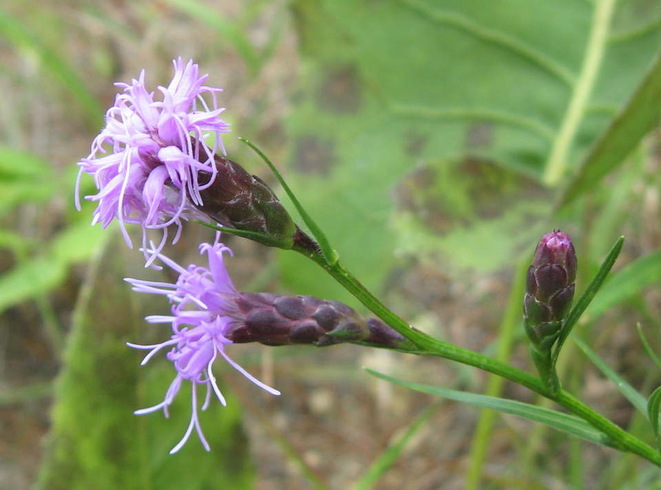 Cylindrical Blazing-Star