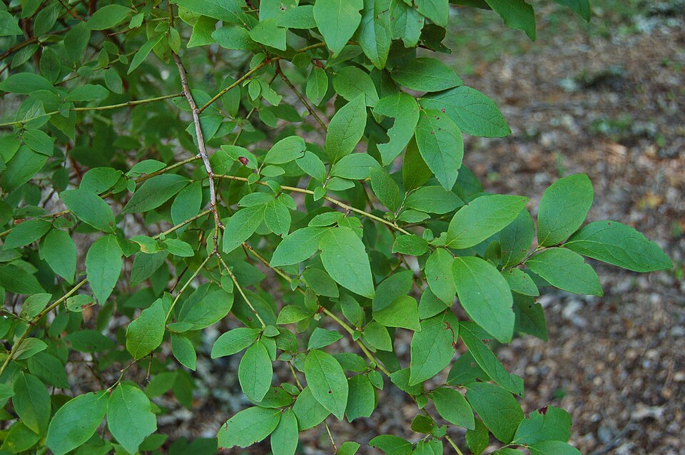 Highbush Blueberry