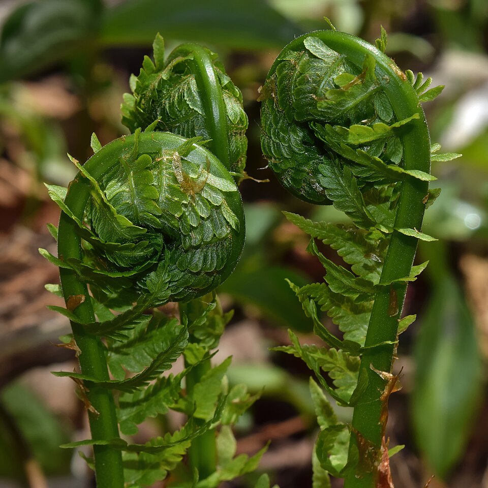 Ostrich Fern