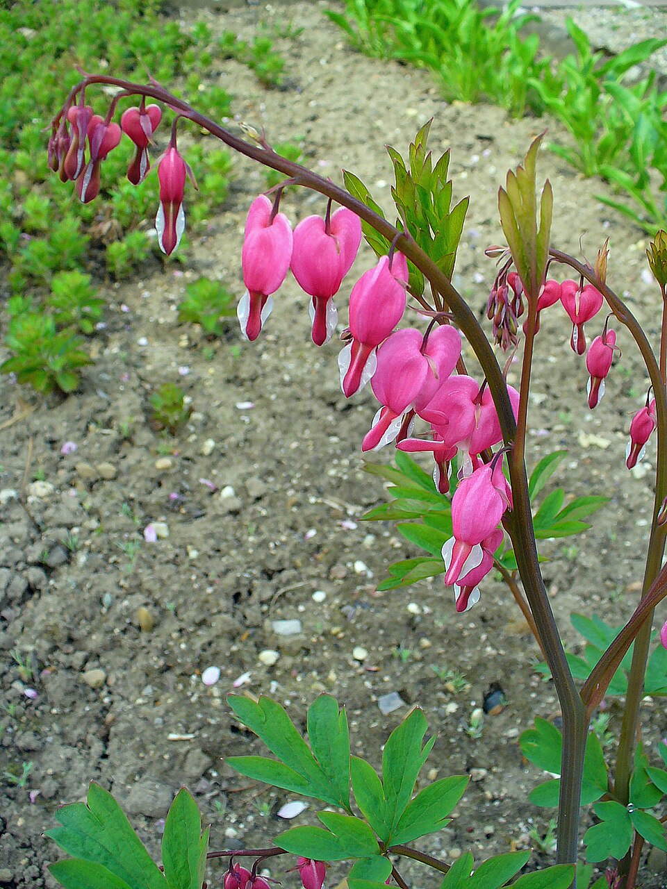 Bleeding Heart