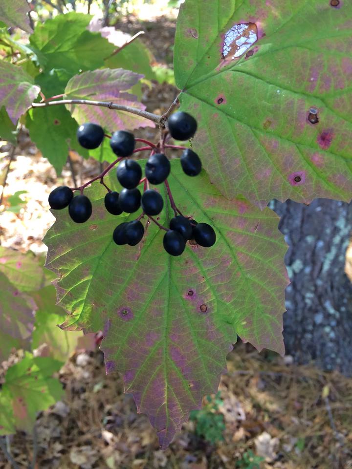 Maple-leaved Viburnum