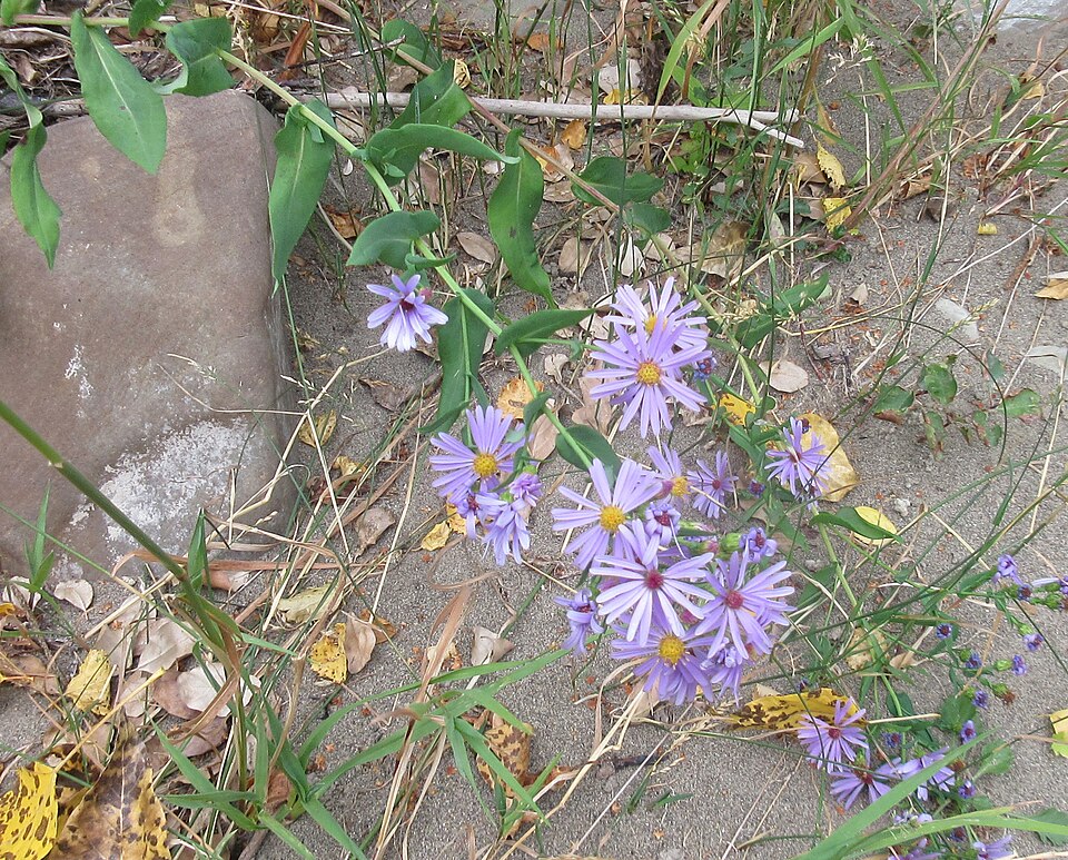 Smooth Aster