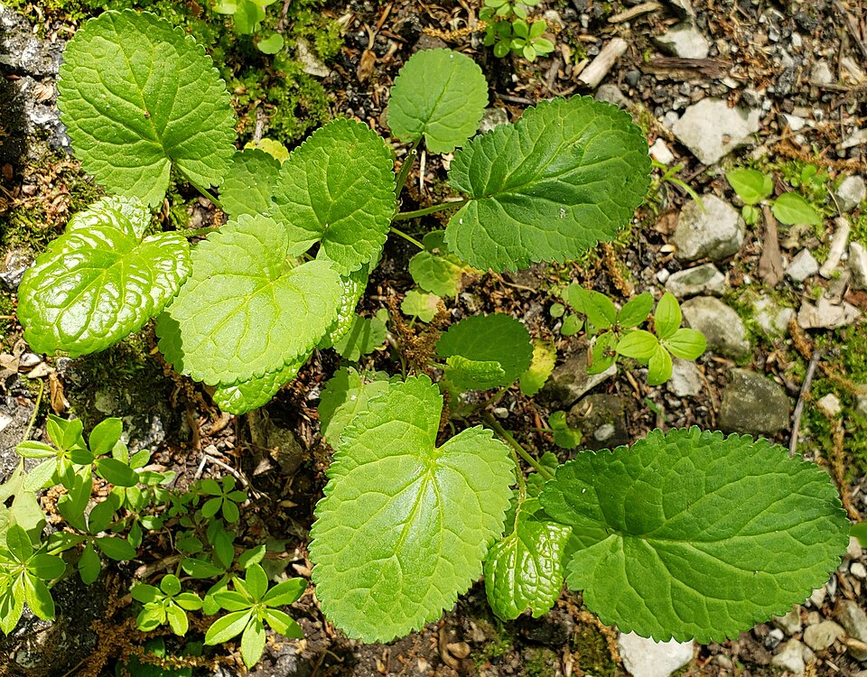 Golden Groundsel