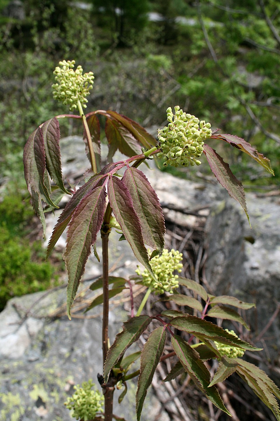 Red Elderberry