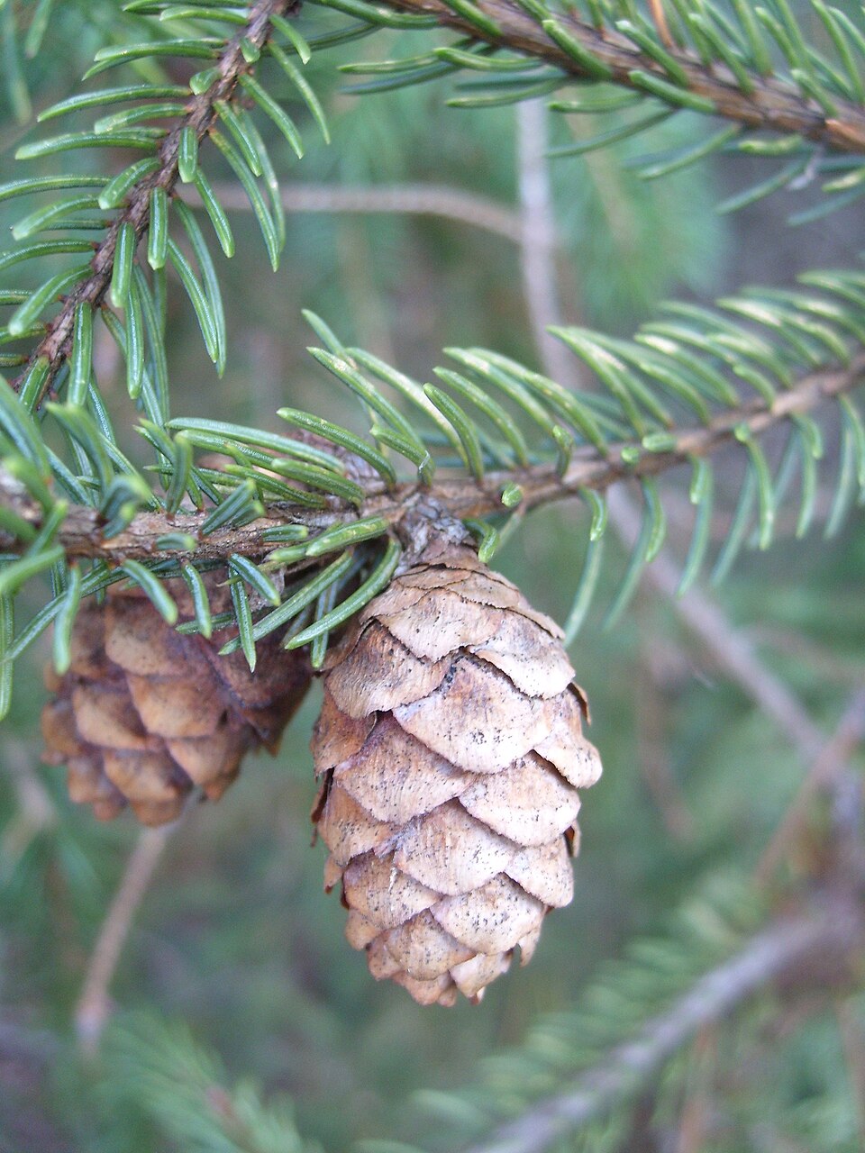 Black Spruce
