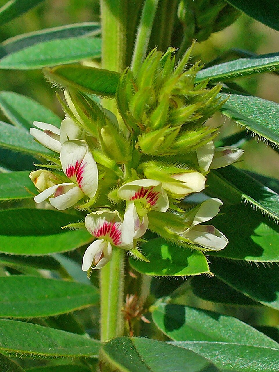 Round-Headed Bush-Clover