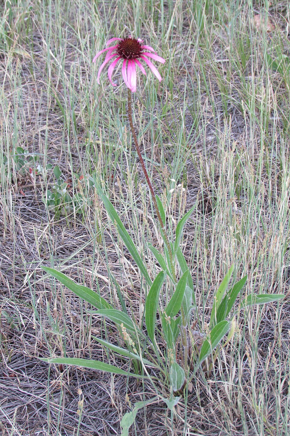 Narrow-Leaved Purple Coneflower
