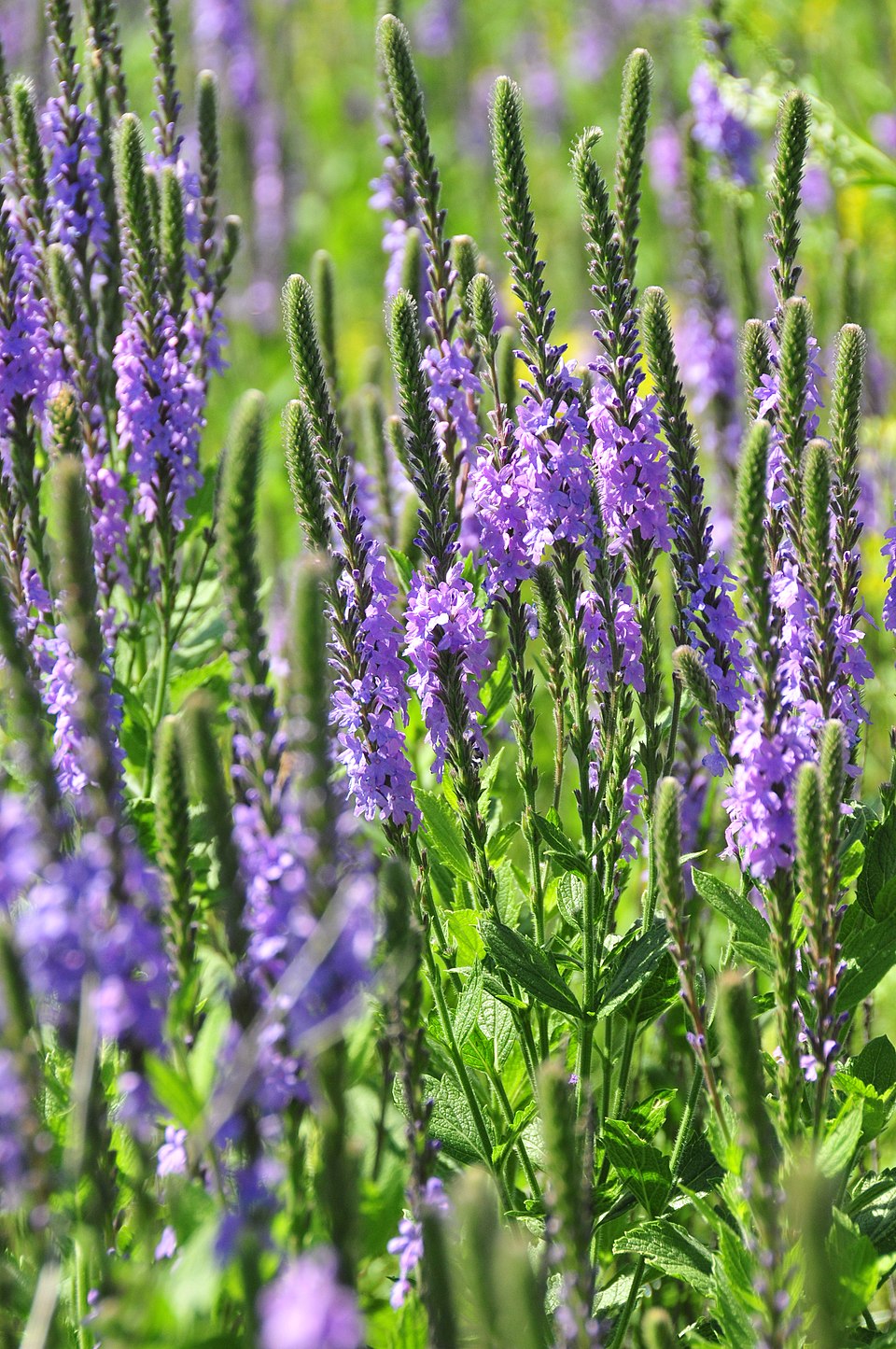 Hoary Vervain