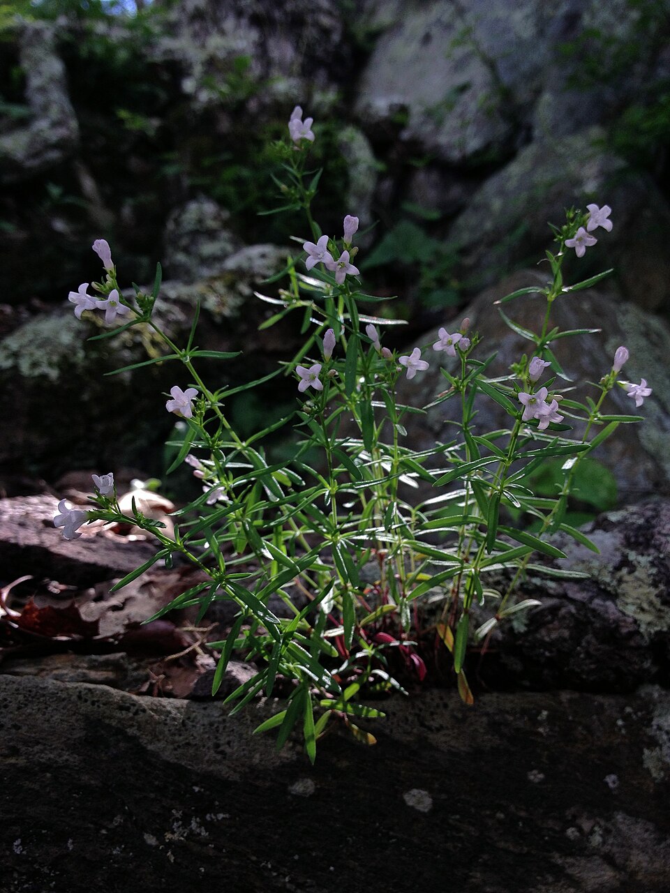 Long-Leaved Bluets