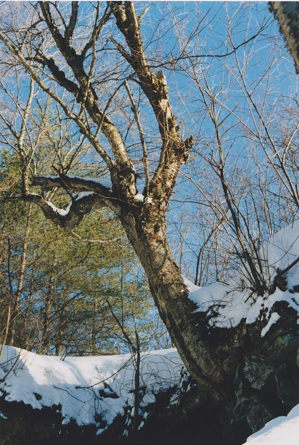 Yellow Birch