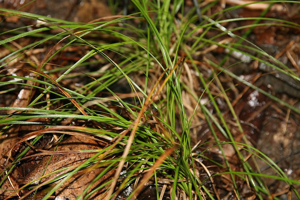 Pennsylvania Sedge