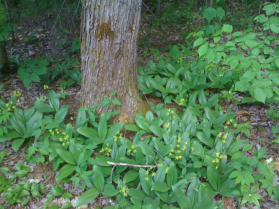Yellow Clintonia