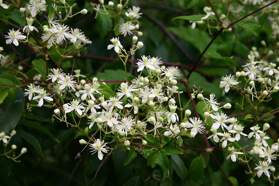 Virginia Clematis