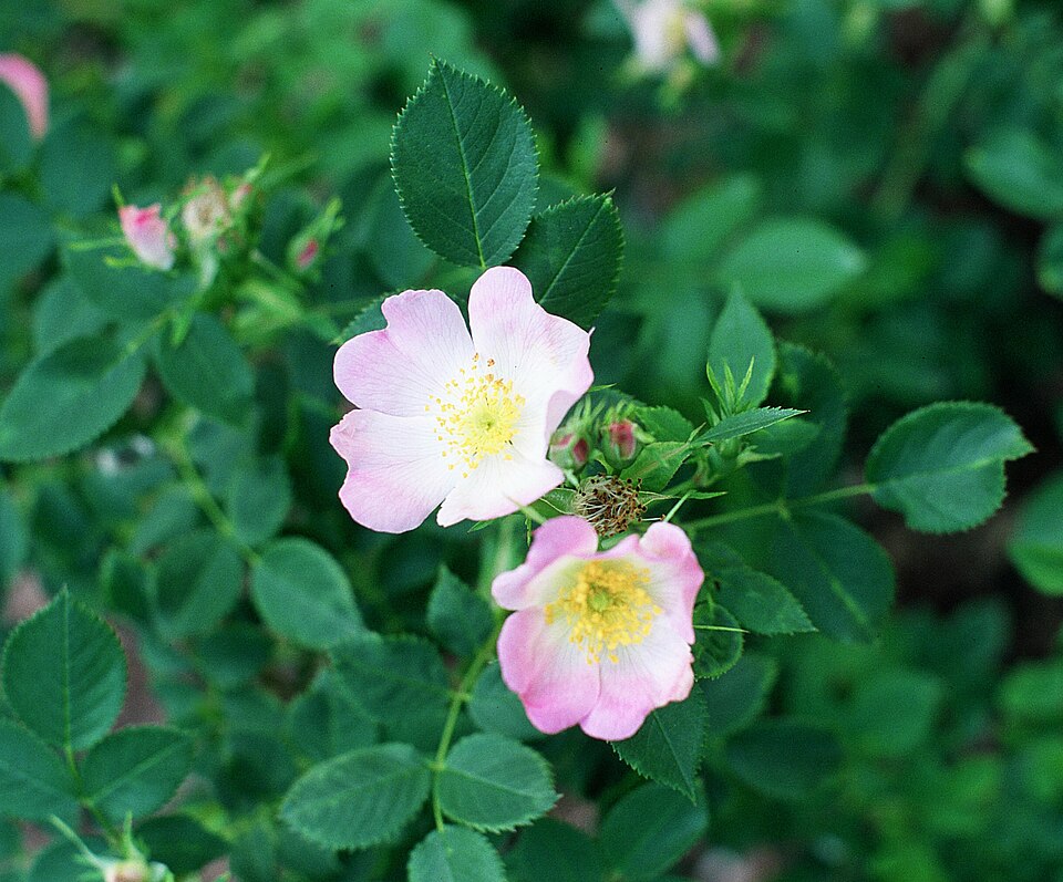 Smooth Rose