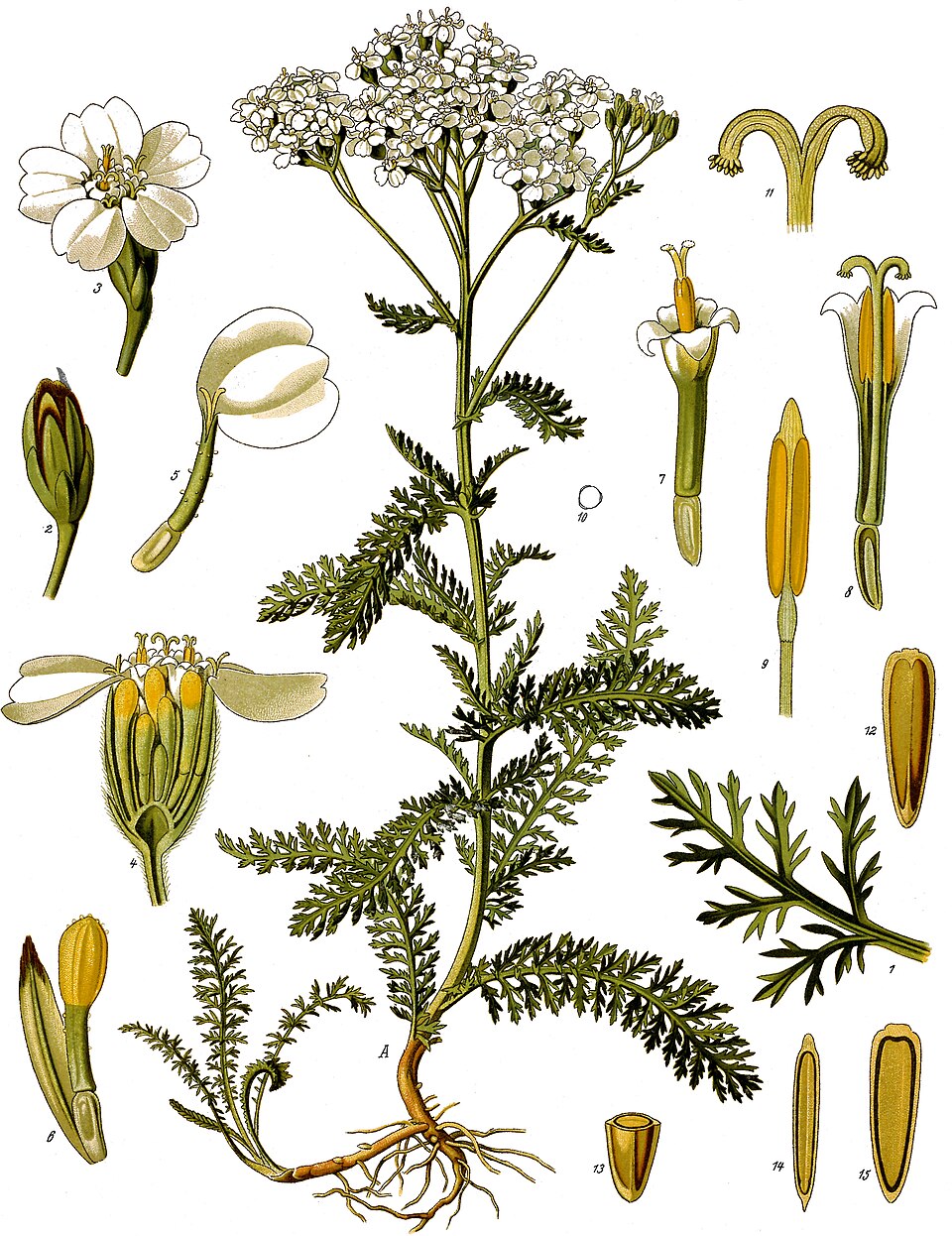 Yarrow