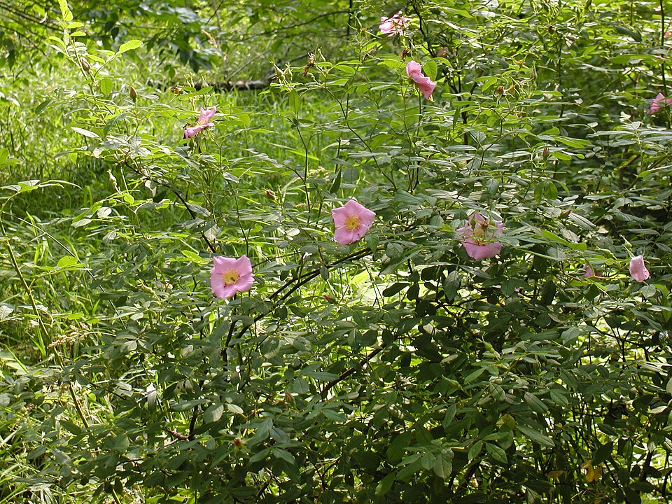 Swamp Rose