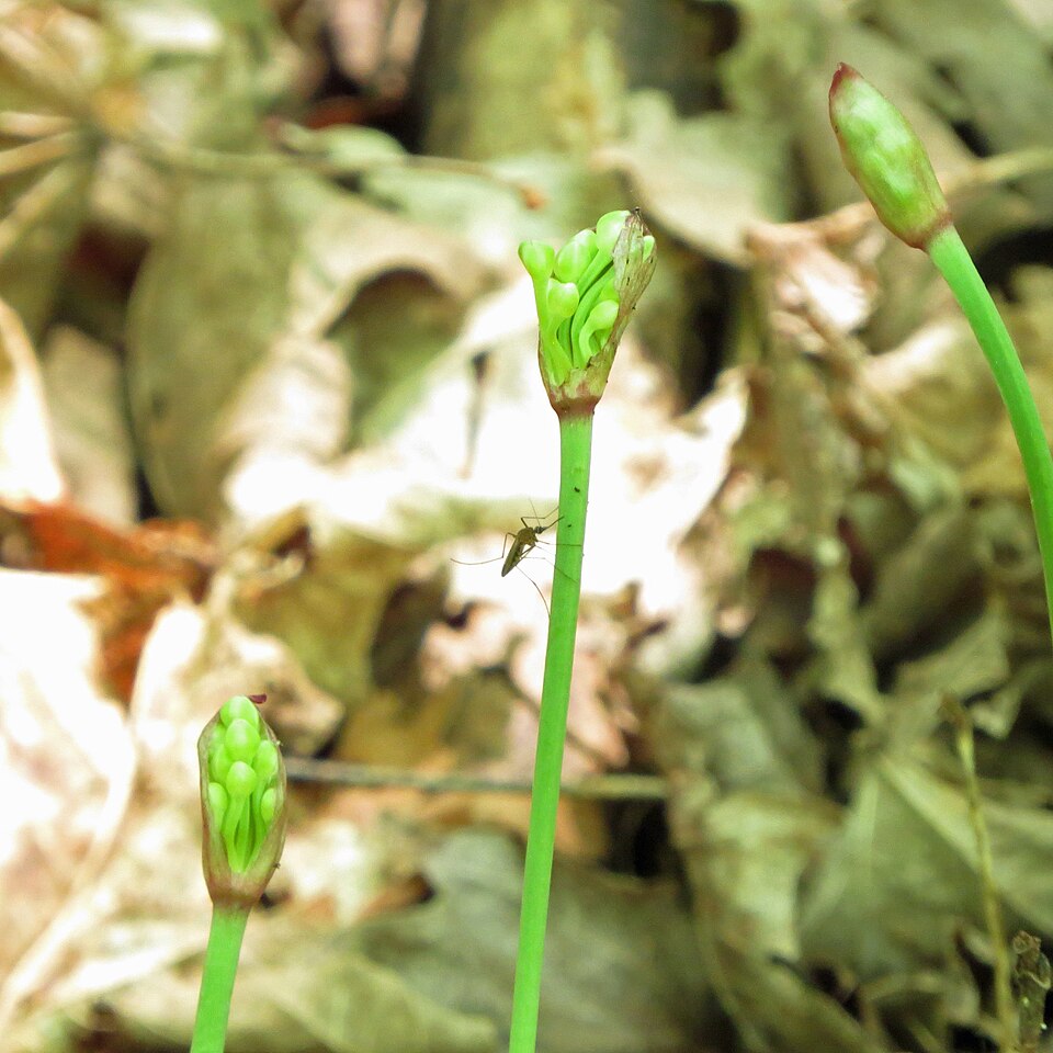 Wild Leek