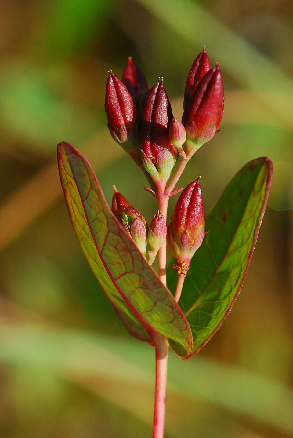 Marsh St John's Wort