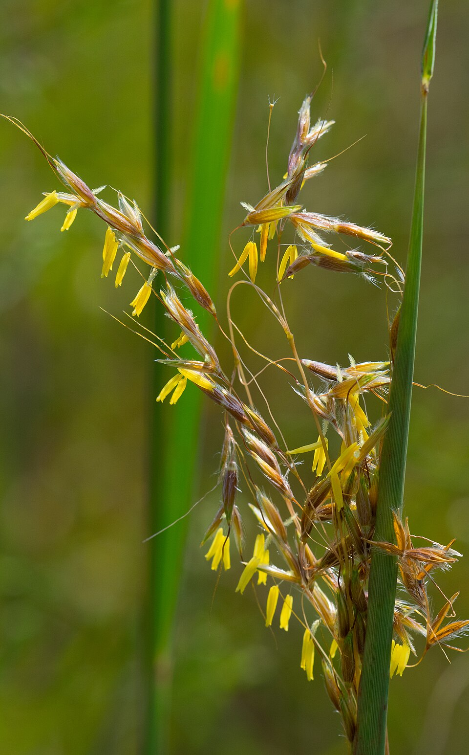 Yellow False-Sorghum