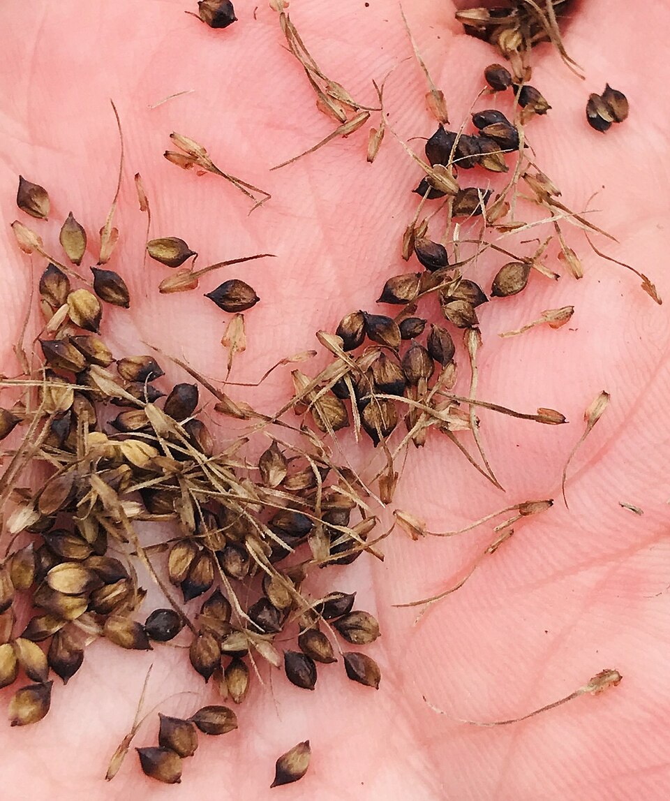 Fringed Sedge