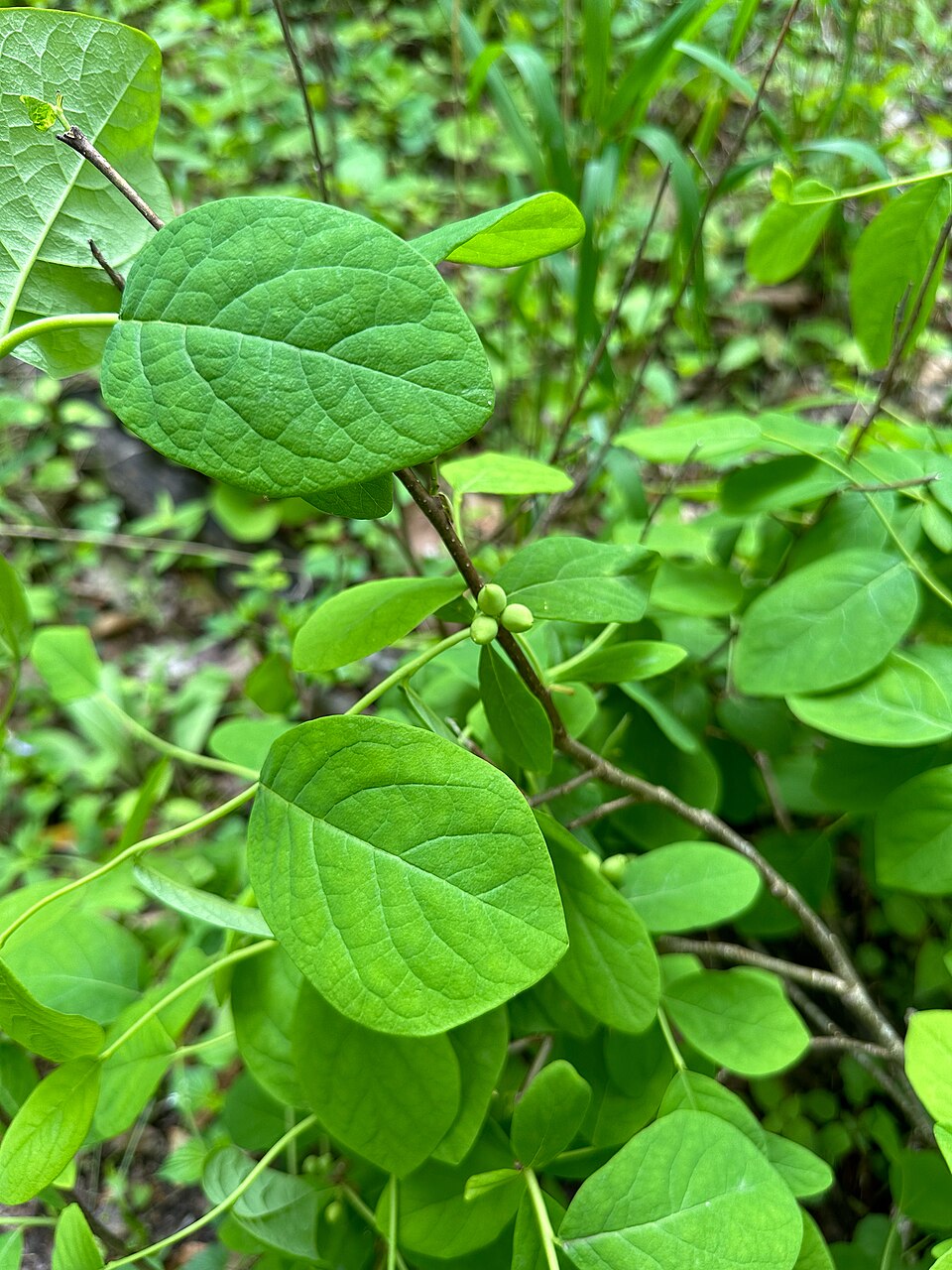 Eastern Leatherwood
