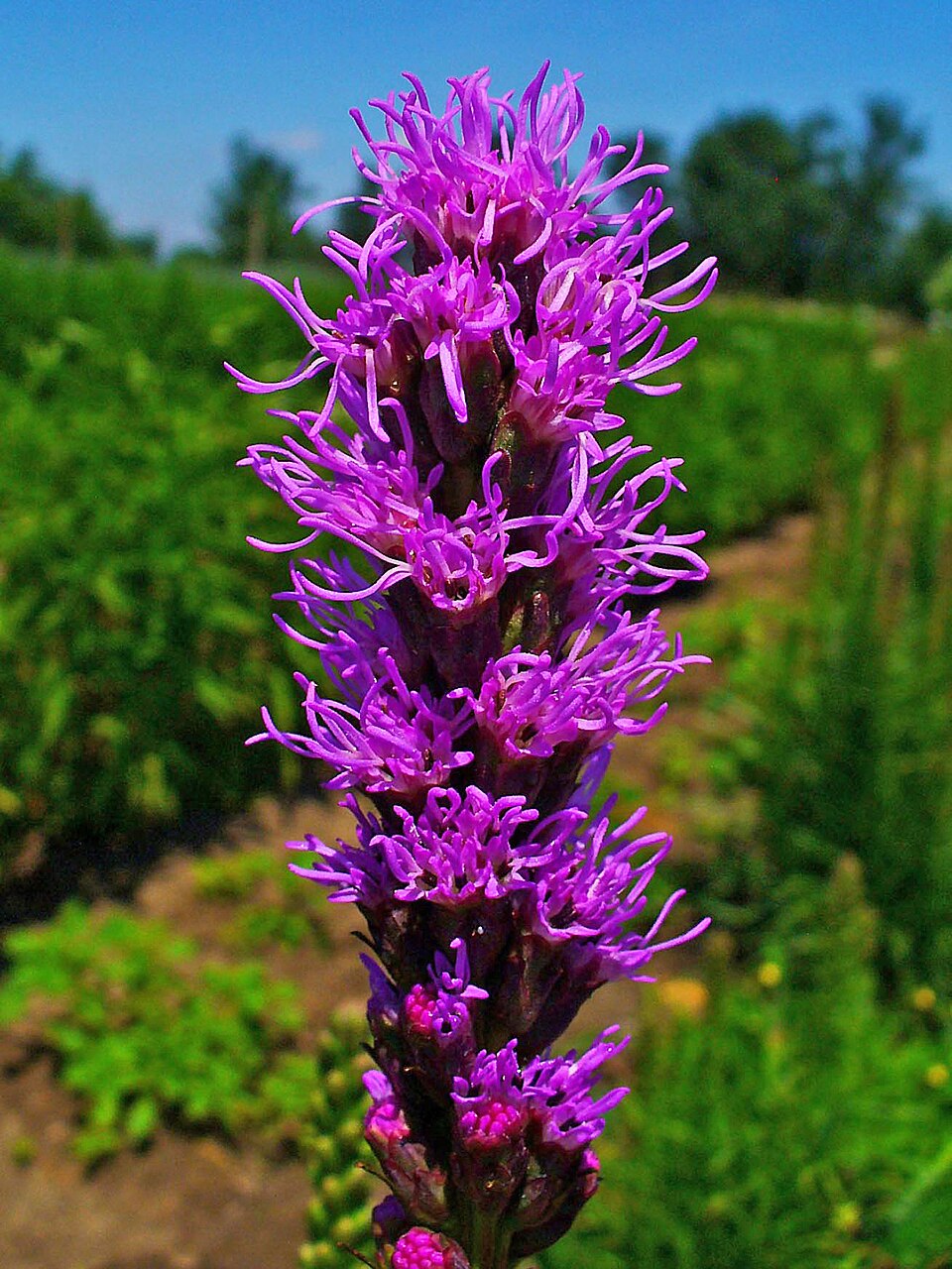 Dense Blazing-Star