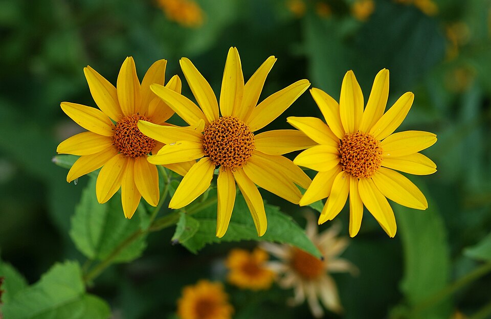False Sunflower