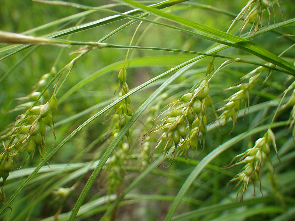 Sprengel's Sedge