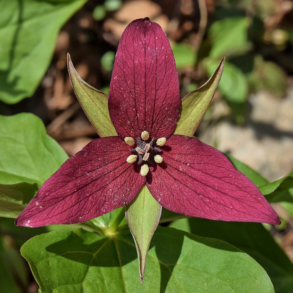 Red Trillium