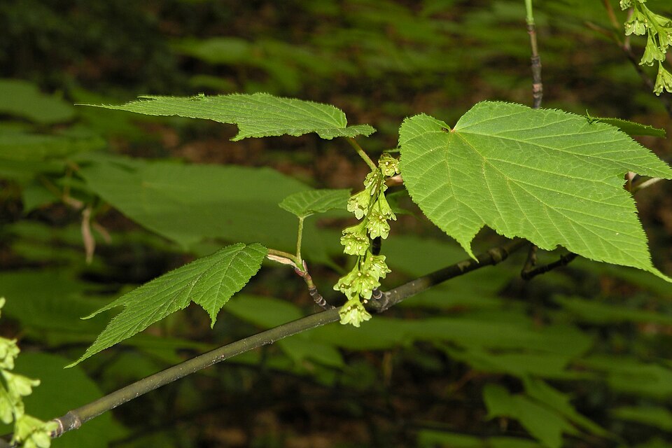 Striped Maple