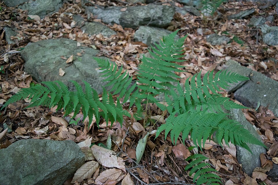 Marginal Wood Fern