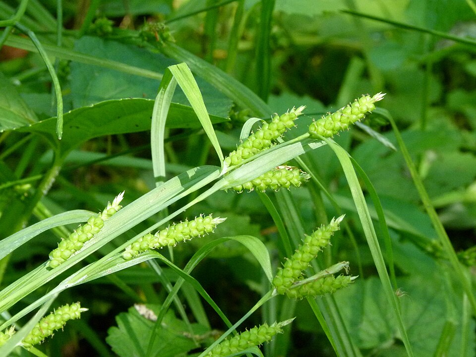 Limestone Meadow Sedge