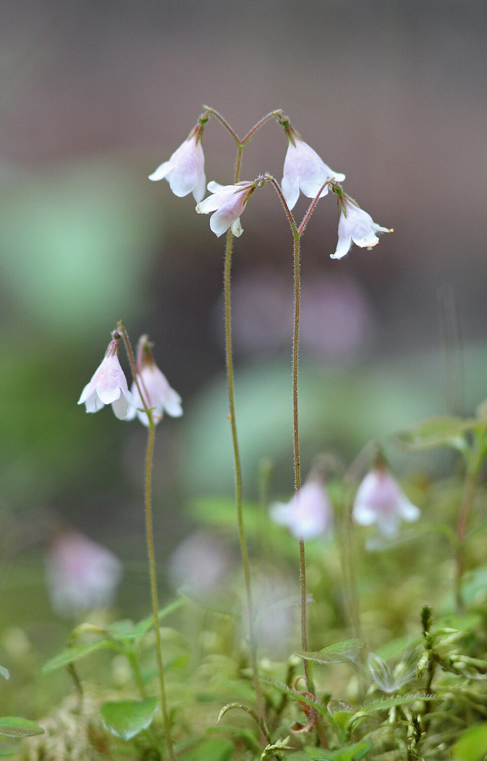 Twinflower
