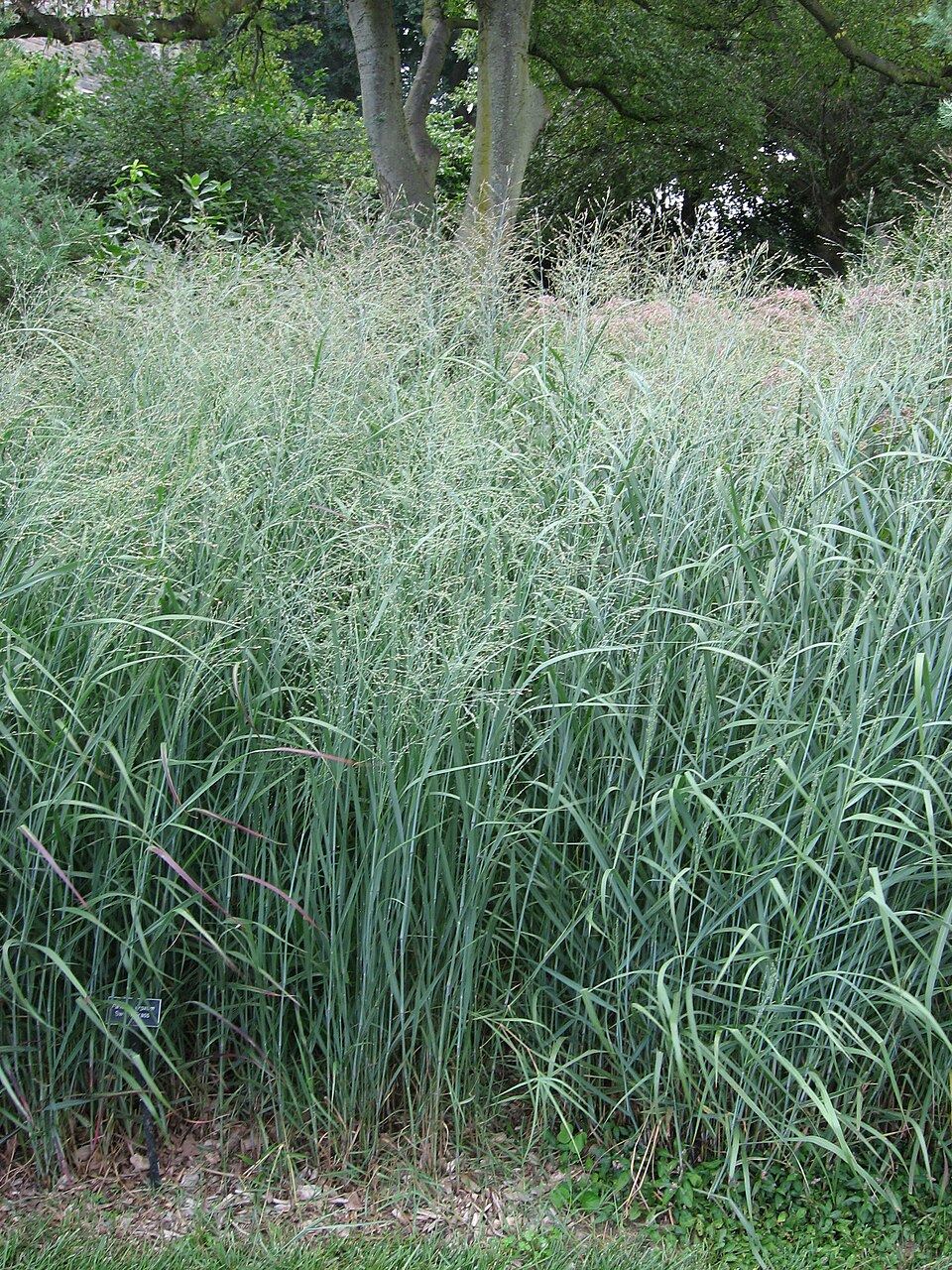 Old Switch Panicgrass