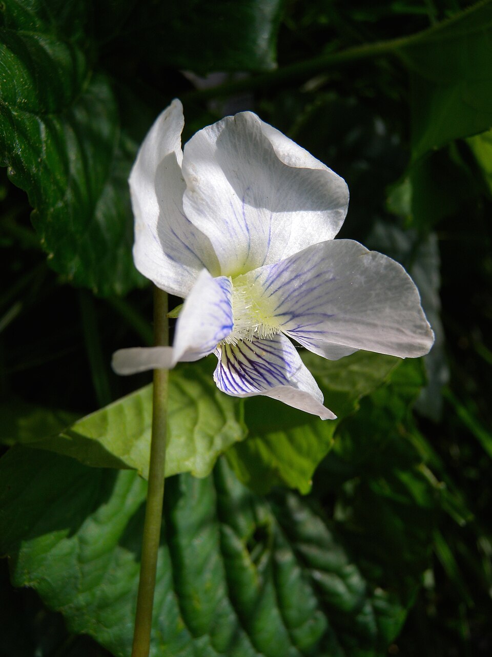 Purple Violet