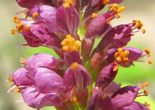 Shrubby False Indigo