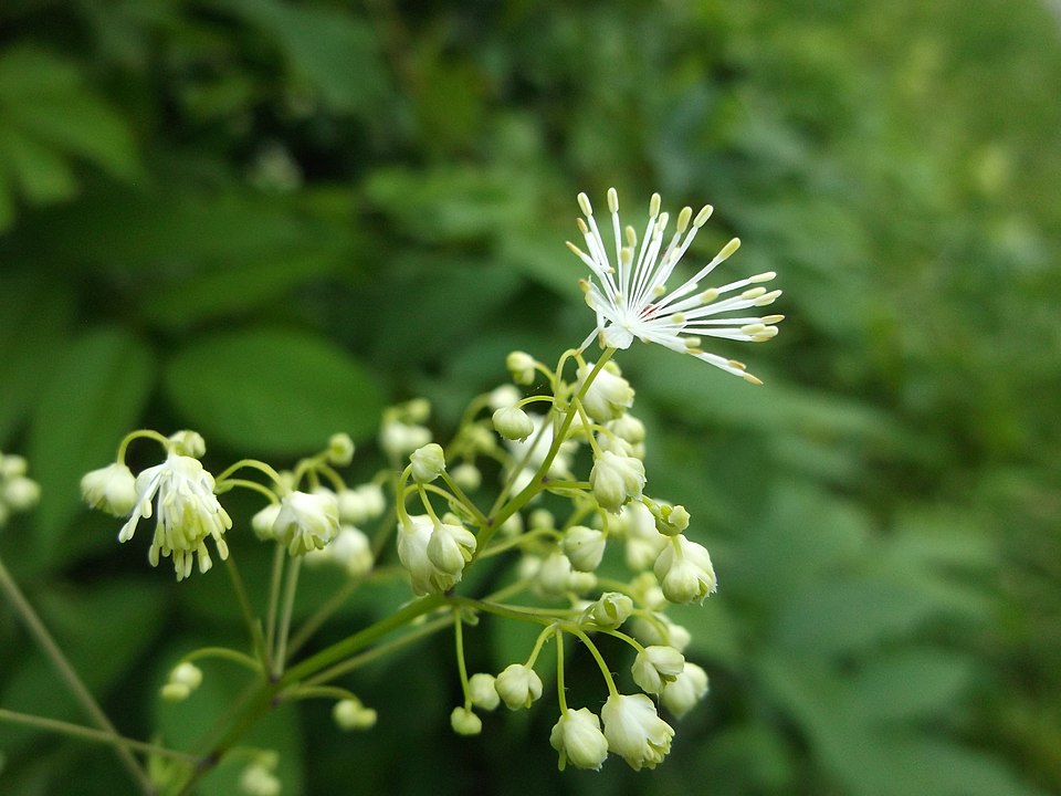 Tall Meadow-Rue