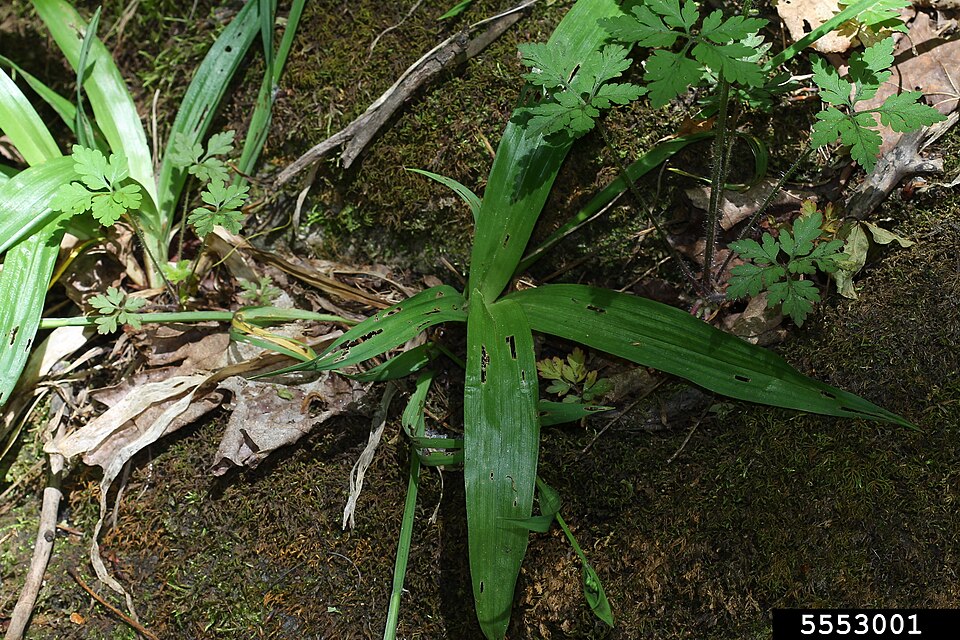 White Bear Sedge