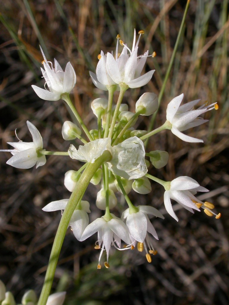 Nodding Onion