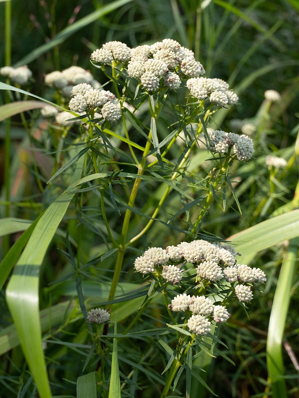 Slender Mountain-Mint