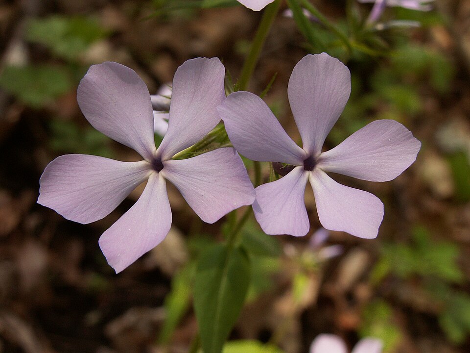 Wild Blue Phlox
