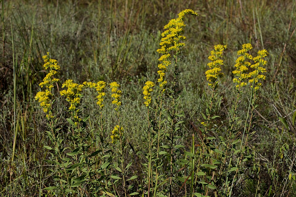 Grey-Stemmed Goldenrod